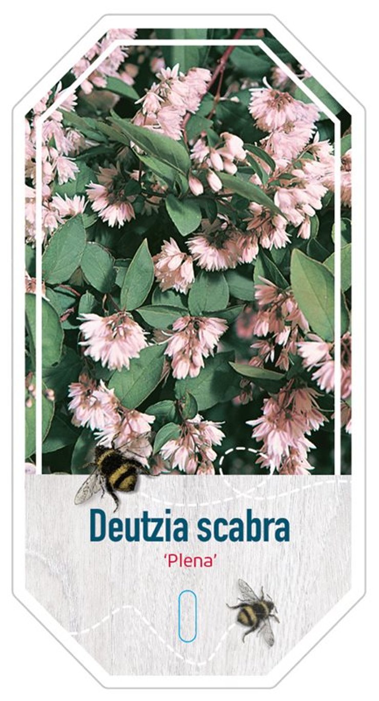 Deutzia scabra 'Plena' - C3 30-40 CM